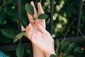 hand reaches for a red berry with green leaves