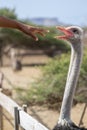 Hand reaching for ostrich