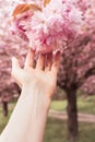 Hand reaching out to beautiful pink Sakura flowers - close up of cherry blossoms in spring