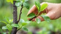 A hand reaching out to touch a green plant with water droplets, AI Royalty Free Stock Photo