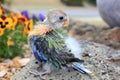 Hand reared baby Australian eastern Rosella