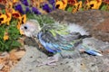 Hand reared baby Australian eastern Rosella