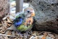 Hand reared baby Australian eastern Rosella