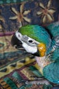 Hand reared baby Blue and Gold Macaw