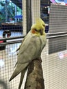 Hand reared cockatiels parrot birds.