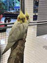 Hand reared cockatiels parrot birds.