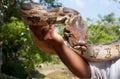 Hand-reared python Royalty Free Stock Photo