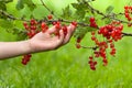 Hand with red currant Royalty Free Stock Photo