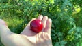 In the hand is a red diploid plum, the fruit prune is Starking Delicious