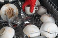 A hand in a red protective glove, cleans white plates of large food debris, for putting in the dishwasher