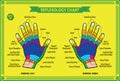 Hand reflexology chart