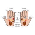 Hand reflexology chart vector illustration.