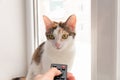 Hand with remote control, aimed at a cat. Cat control. Domestication of cats Royalty Free Stock Photo