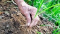 Hand is remove grass from ground in garden