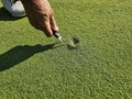 Hand repairing a patch on a golf green using a tool Royalty Free Stock Photo