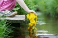 Hand with ring of dandelions Royalty Free Stock Photo