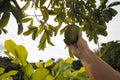 Hand rips off organic Guanabana Fruit Soursop from the tree.