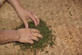 Hand-rolling tea leaves. Royalty Free Stock Photo