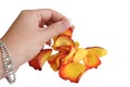 Hand and rose petals Royalty Free Stock Photo