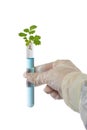 Hand in a rubber glove holds a flask with a green plant, close-up Royalty Free Stock Photo