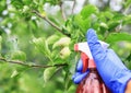 Hand in a rubber glove performs agricultural work on the processing of the spray pest crop of apples in the garden in the summer