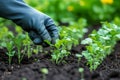 Gardener plants seedlings in soil in greenhouse