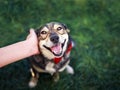 Human hand rubs behind the ear cute brown dog in the elegant red butterfly smiling pretty