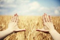 Hand's frame over the wheat field Royalty Free Stock Photo