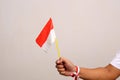 Hand's man holding indonesian flag with red whit ribbon on the wrist. Isolated on gray background Royalty Free Stock Photo