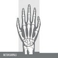 Hand s skeletal structure featuring the phalanges metacarpals and Royalty Free Stock Photo