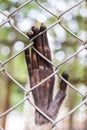 Hand Sad gibbon behind the Cage Royalty Free Stock Photo