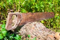 A hand saw cuts a thick tree trunk. Royalty Free Stock Photo