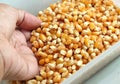Hand scooping Raw Popcorn Kernels for Popping Royalty Free Stock Photo