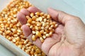 Hand scooping Raw Popcorn Kernels for Popping Royalty Free Stock Photo