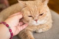 Hand scratches shorthair ginger exotic persian cat Royalty Free Stock Photo