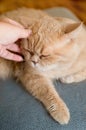 Hand scratches shorthair ginger exotic persian cat Royalty Free Stock Photo