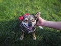 Hand scratches and strokes behind the ear of a cute smiling brown dog on the grass in the garden