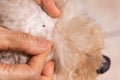 Hand search and remove tick flea from pet dog fur coat