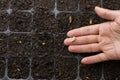 Hand of expert farmer grow seedling of vegetable in nursery tray at greenhouse Royalty Free Stock Photo