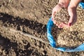 Hand with seeds. Planting seeds in a garden