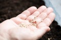 Hand with seeds for planting seedlings. farmer plant vegetables plants. domestic life