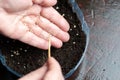 Hand with seeds for planting seedlings. farmer plant vegetables plants. domestic life