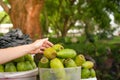 Hand Selecting Fresh prickly pear fruit at a Tropical Outdoor Market Royalty Free Stock Photo