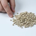 Hand Selecting White Peppercorns On White Surface Royalty Free Stock Photo