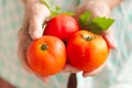 Hand of senior woman holding fresh tomato from bio farm