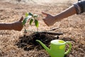 The hand of the senior woman and the hand of young women are make good sign after helping each other to plant trees, World Royalty Free Stock Photo