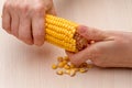 Hand separates the grain corn cobs