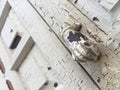 Hand shaped knob of a wooden door Royalty Free Stock Photo