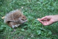 Hand Share with Brown Squirrel