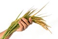 Hand and a sheaf of rice